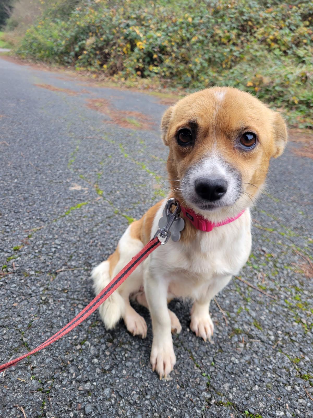 Chiens à adopter
